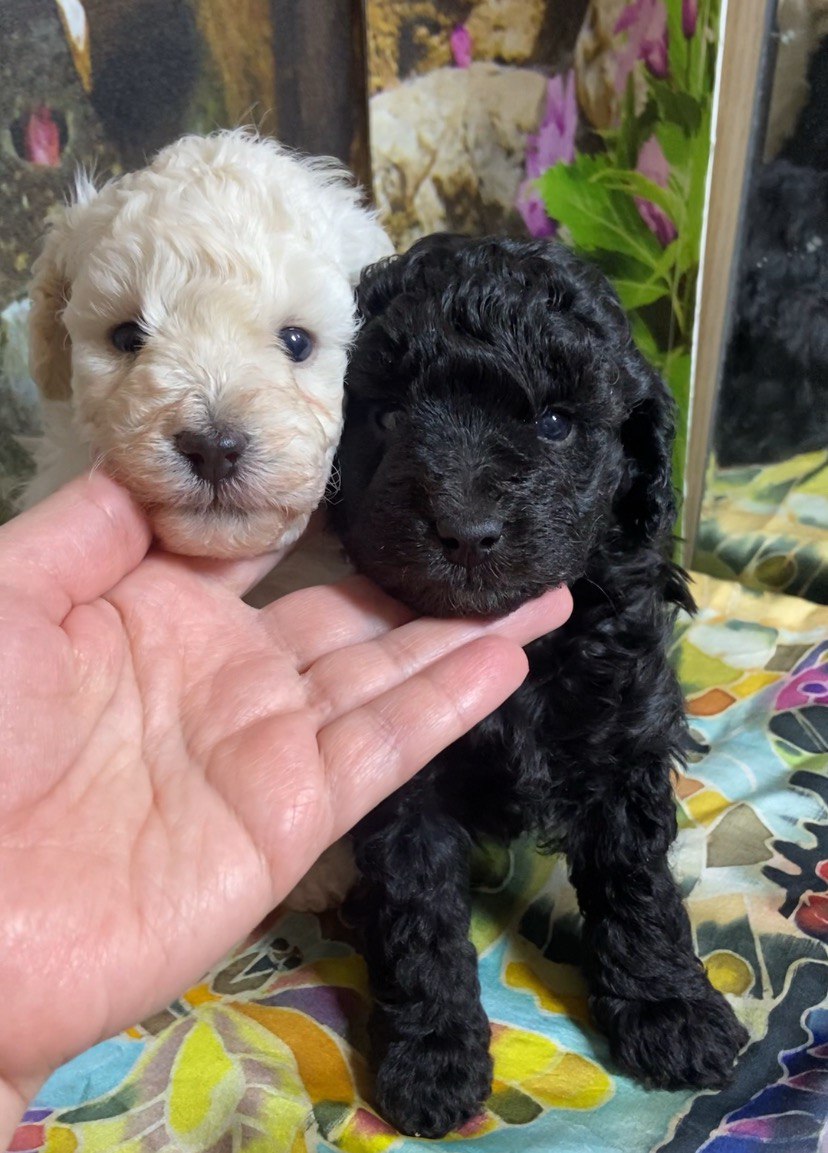 14 декабря 2025 г  родились  две суки серого и белого  окраса, отец  черный миниатюрный пудель Мон Префере Оф Май Дримс , мать миниатюрная белая Ворлд Элит Дог Зимняя Фея Софим